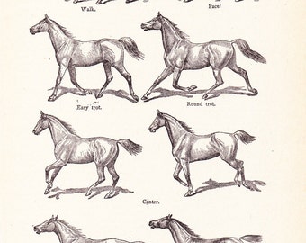 1920s Animal Print - Horse - Vintage Antique Home Decor Book Plate Art Illustration for Framing 95 Years Old