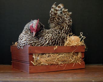 Vintage Taxidermy Cochin Hen / Vintage Box Taxidermy Rustic Decor / Prairie Wedding Decor / Farmhouse Fab