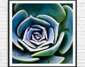 gardening gifts, succulent print, large succulent print, large succulent art, large square wall art, large square art prints, garden gifts