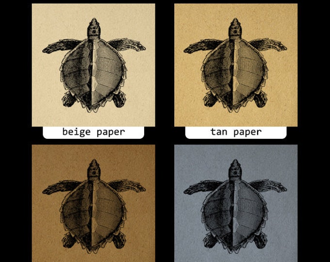 Printable Digital Loggerhead Sea Turtle Image Download Graphic Illustration Antique Clip Art Jpg Png Eps HQ 300dpi No.2697