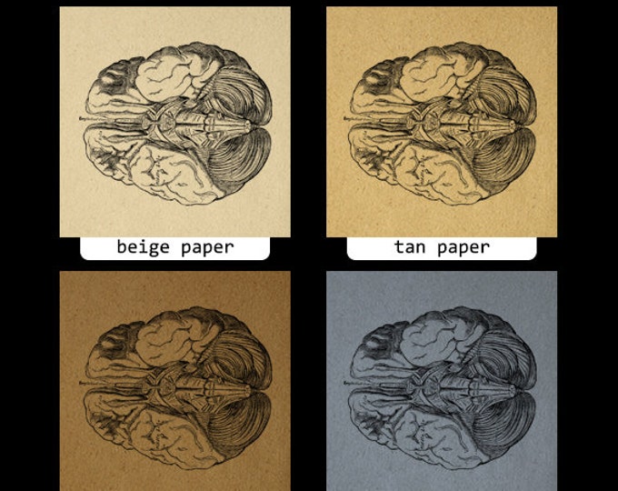 Brain Digital Printable Image Medical Diagram Graphic Anatomy Download Vintage Clip Art Jpg Png Eps HQ 300dpi No.112