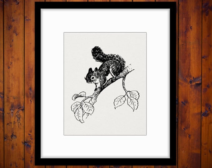 Printable Little Squirrel Image Digital Graphic Download Artwork Antique Clip Art Jpg Png Eps HQ 300dpi No.2120