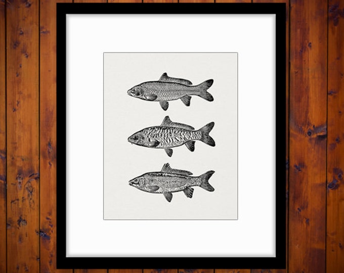 Three Carp Fish Image Digital Download Collage Sheet Graphic Illustration Printable Artwork Vintage Clip Art Jpg Png HQ 300dpi No.3059