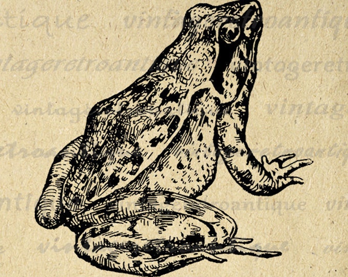 Antique Frog Printable Digital Image Download Illustration Graphic Vintage Clip Art Jpg Png Eps HQ 300dpi No.373