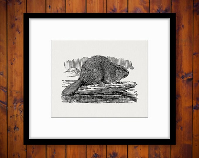 Digital Graphic Canadian Beaver Image Illustration Download Printable Vintage Clip Art Jpg Png Eps HQ 300dpi No.3050