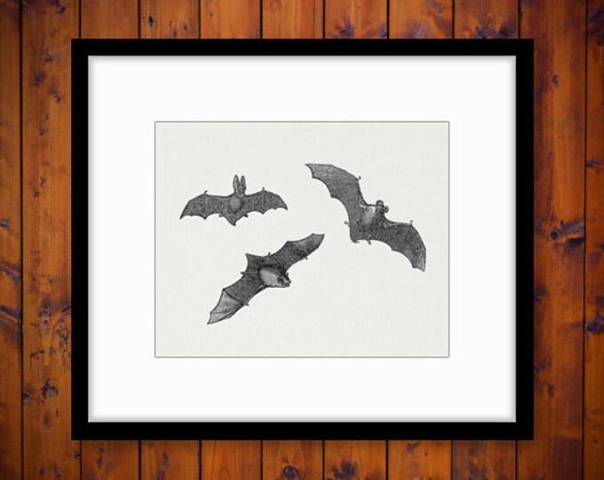 Printable Graphic Three Bats Download Halloween Illustration Digital Image Antique Clip Art Jpg Png Eps HQ 300dpi No.1436