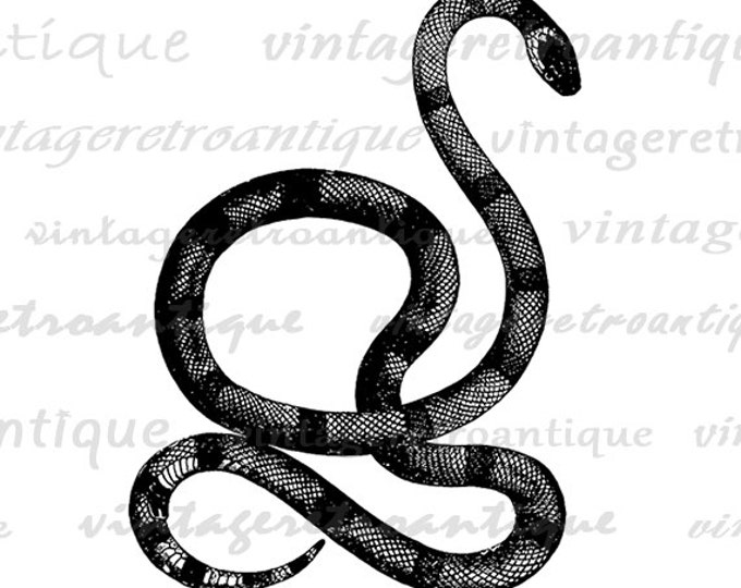 Printable Image Black Snake Download Digital Graphic Artwork Antique Clip Art Jpg Png Eps HQ 300dpi No.2700