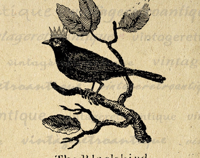 Digital Image Blackbird with Crown Bird Printable Bird Illustration Download Graphic Artwork Antique Clip Art HQ 300dpi No.999