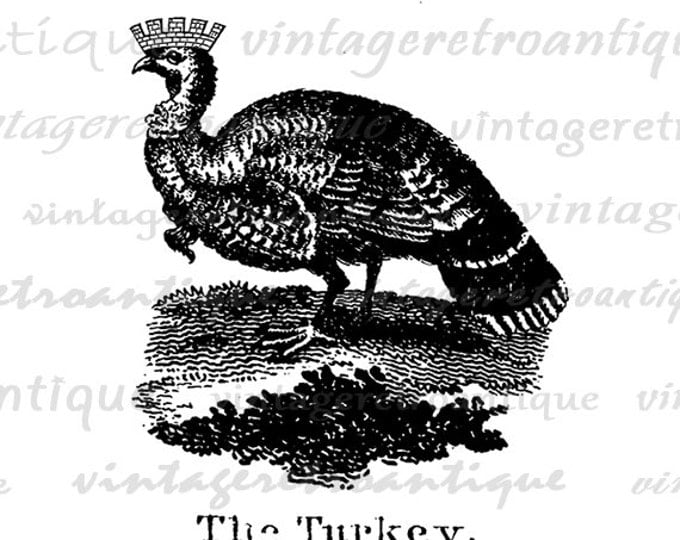 Printable Graphic Turkey with Crown Image Bird Illustration Digital Download Jpg Png Eps HQ 300dpi No.1023