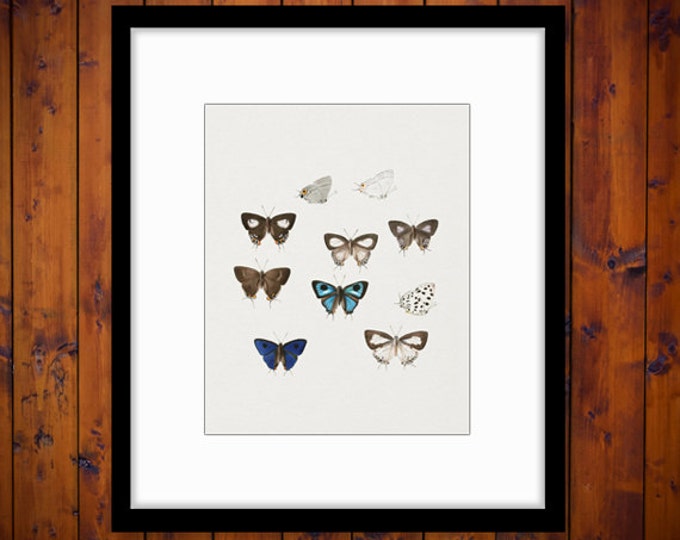 Printable Butterflies Collage Sheet Image Download Color Graphic Digital Antique Clip Art for Transfers etc HQ 300dpi No.812