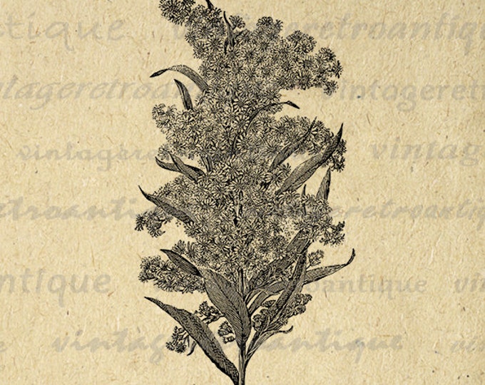 Goldenrod Flowers Flower Image Graphic Digital Download Printable Vintage Clip Art Jpg Png Eps HQ 300dpi No.2813