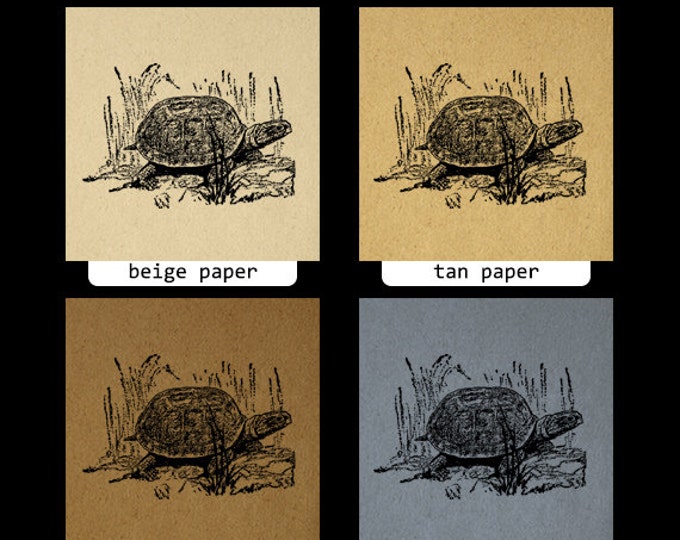 Digital Image Turtle Antique Download Graphic Printable Jpg Png Eps 18x18 HQ 300dpi No.345