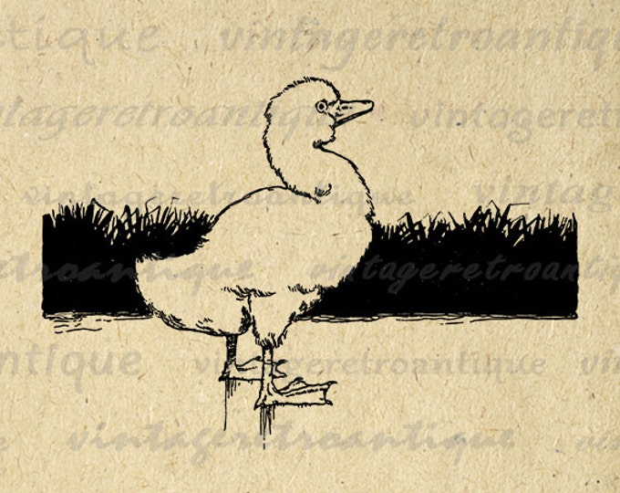 Digital Image Little Duckling Printable Bird Graphic Illustration Download Vintage Clip Art Jpg Png Eps HQ 300dpi No.3854