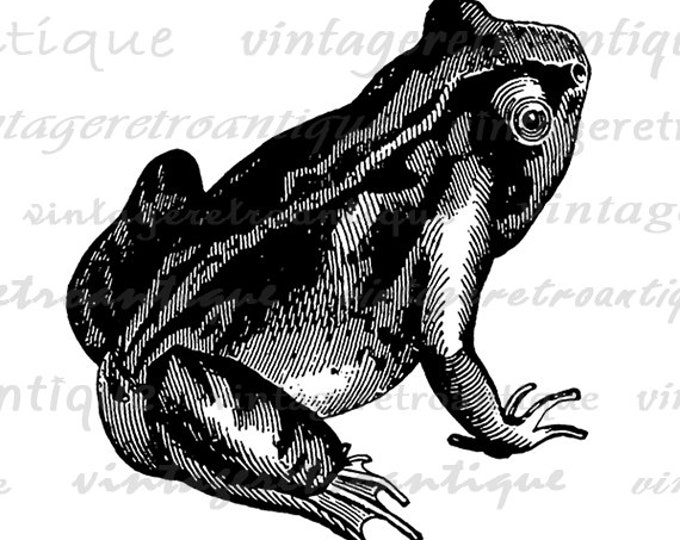 Printable Frog Image Graphic Download Frog Illustration Digital Artwork Vintage Clip Art for Transfers Printing etc HQ 300dpi No.2743