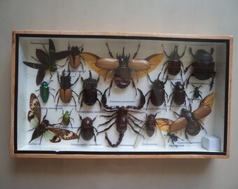 【ライブチャット】【素人】変態エロエロお姉さんが二点責め