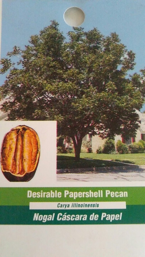 Paper hull pecan tree picture