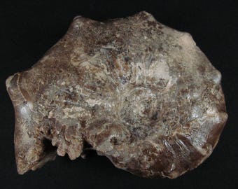 Fossil Ammonite Specimen- Mammites nodosoides - Upper Cretaceous- Morocco