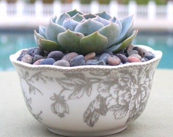 Succulent Arrangement in White and Silver Floral China Bowl, Succulent Centerpiece, Hens and Chicks