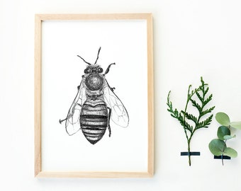 Hand drawn bee print A4, black and white, insects drawing, botanical style, honeybee, bee print, home deco, nature print, animal poster
