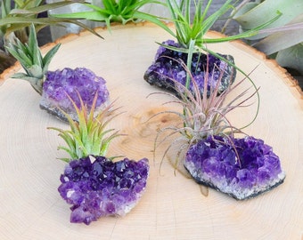 Natural Amethyst w/ Air Plant- Air Plant Display, Crystal Garden, Crystal Healing, Crystal Plant Holder, Geode Terrarium!