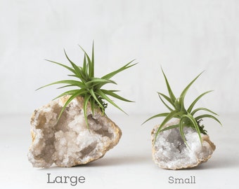 Boho Decor, Birthday Gift, Air Plant Terrarium, Desk Accessories, Geode Crystal Air Plant, Cute Gift For Boyfriend, Best Friend Gift