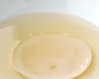 Organic Kombucha Utah Scoby With Tea 3", 1,2 or 3 Scoby's; Probiotic, Fermented Kombucha Starter