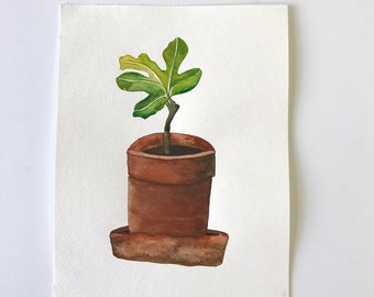 Baby Fig Tree
