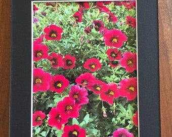 Pretty Petunias