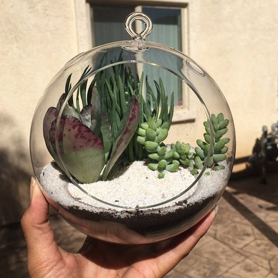 Large Terrarium 7 Glass Globe Plant Orb Terrarium