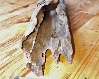 Hand Picked Drift Wood - Bois Flotté Décoratif