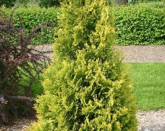 Yellow Ribbon Arborvitae, Thuja Occidentalis 'Yellow Ribbon' 1 Gallon Potted Plant, Landscaping, Healthy Plants, Evergreen, Shrub