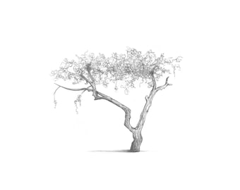 Items similar to Tree Drawing - Pencil Study on Etsy