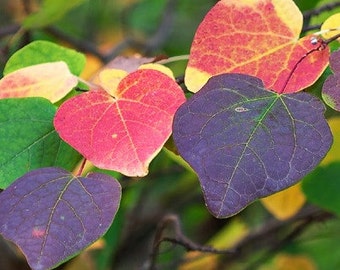 Japanese Katsura Tree
