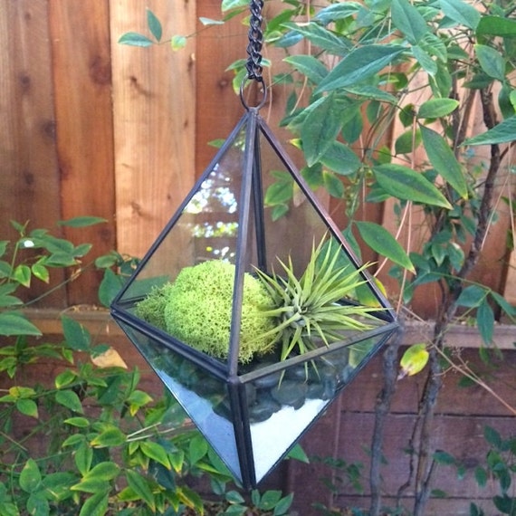 Hanging Glass Prism Air Plant Terrarium with green moss black