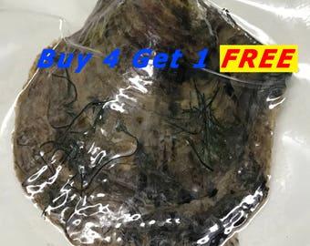 Akoya Oyster Individually Wrapped With 6-7mm Pearl BEST Quality and Price Discount - Order To Go