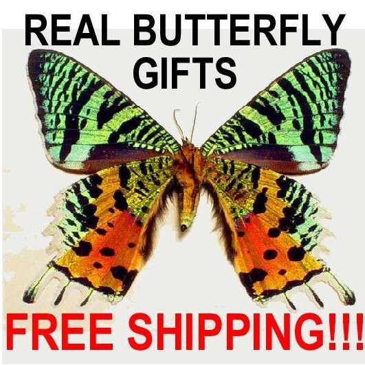Real Butterfly Gifts Real Framed Butterflies by REALBUTTERFLYGIFTS