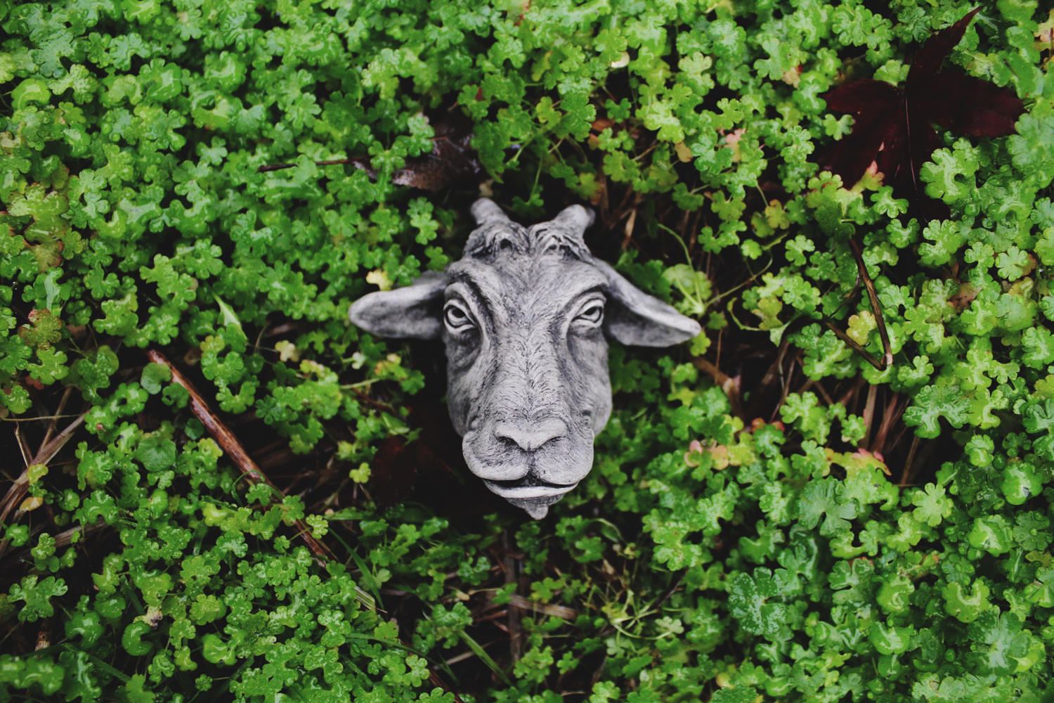 cement goat statue