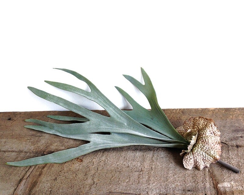 Staghorn fern artificial plant air plant fern plant