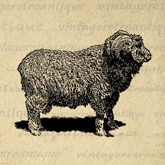 Items Similar To Digital Graphic Merino Sheep Image Illustration 