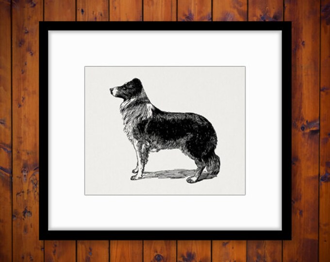 Digital Graphic Collie Dog Image Download Printable Illustration Vintage Clip Art Jpg Png Eps HQ 300dpi No.4052