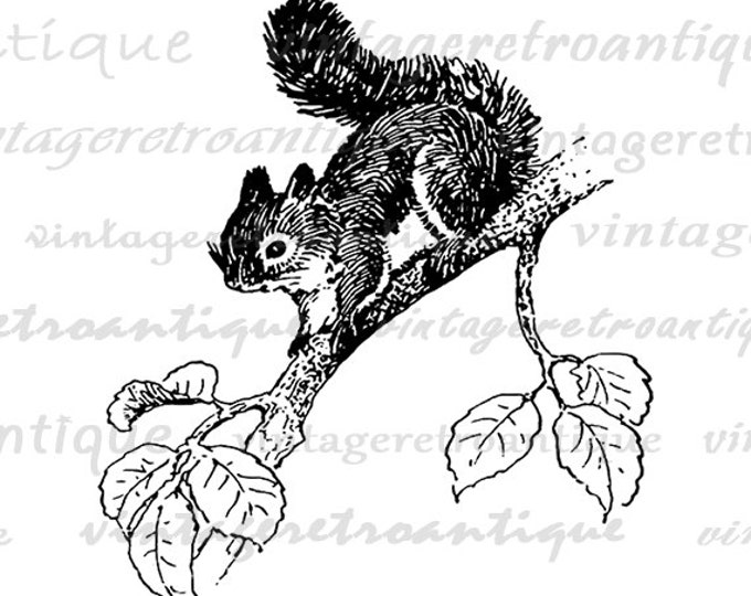 Printable Little Squirrel Image Digital Graphic Download Artwork Antique Clip Art Jpg Png Eps HQ 300dpi No.2120