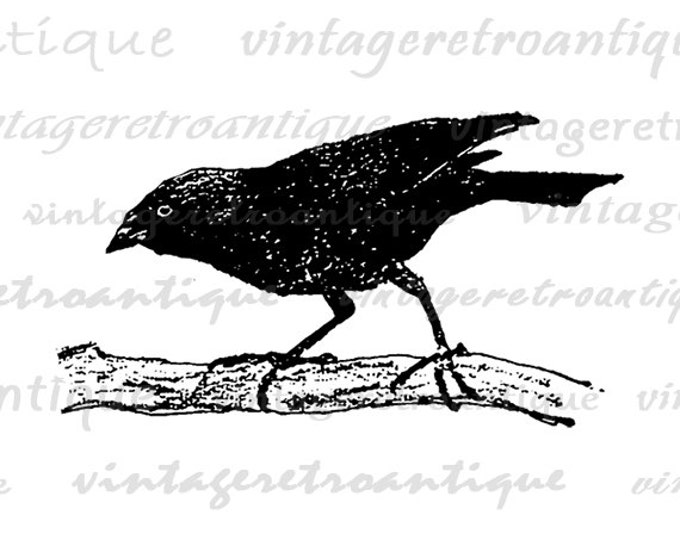 Digital Graphic Black Bird Download Vintage Image Printable Antique Clip Art Jpg Png Eps HQ 300dpi No.274