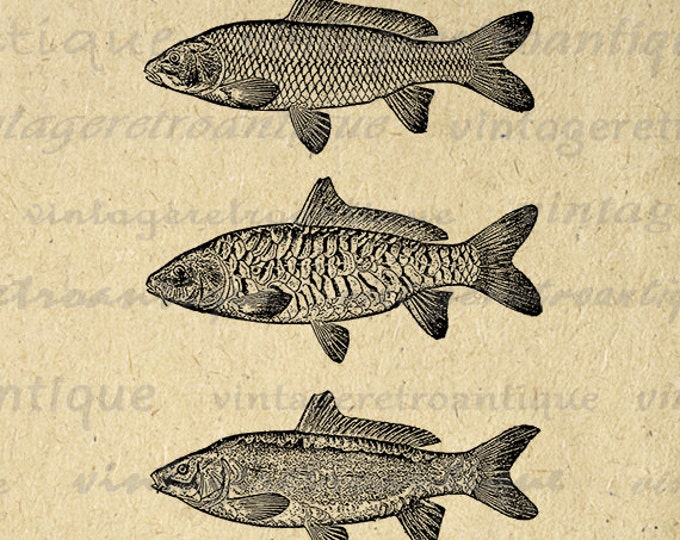 Three Carp Fish Image Digital Download Collage Sheet Graphic Illustration Printable Artwork Vintage Clip Art Jpg Png HQ 300dpi No.3059