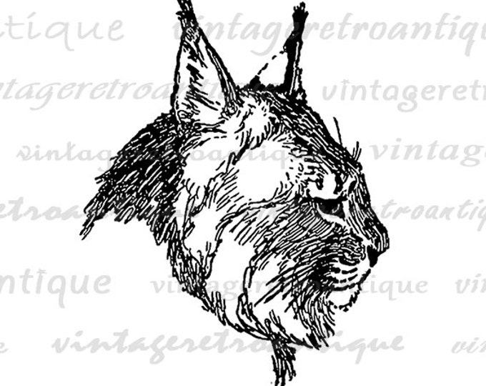 Digital Printable Bobcat Image Cat Graphic Illustration Download Vintage Clip Art Jpg Png Eps HQ 300dpi No.491