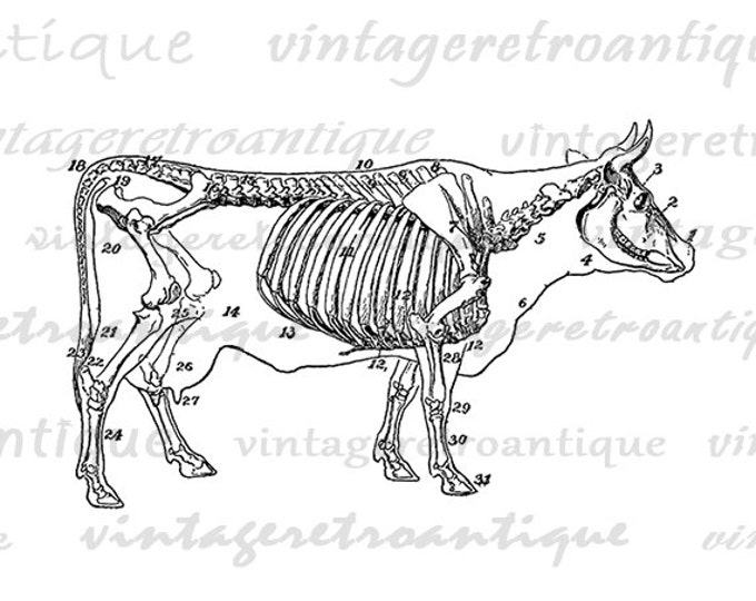 Cow Skeleton Diagram Printable Image Download Digital Graphic Antique Clip Art Jpg Png Eps HQ 300dpi No.3123