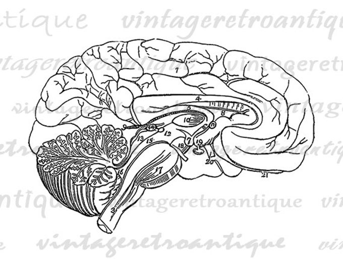 Digital Graphic Brain Diagram Download Medical Printable Anatomy Image Antique Clip Art Jpg Png Eps HQ 300dpi No.2328