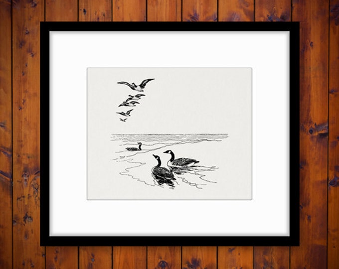 Geese Birds Digital Image Graphic Goose Download Printable Artwork Vintage Clip Art Jpg Png Eps HQ 300dpi No.2152