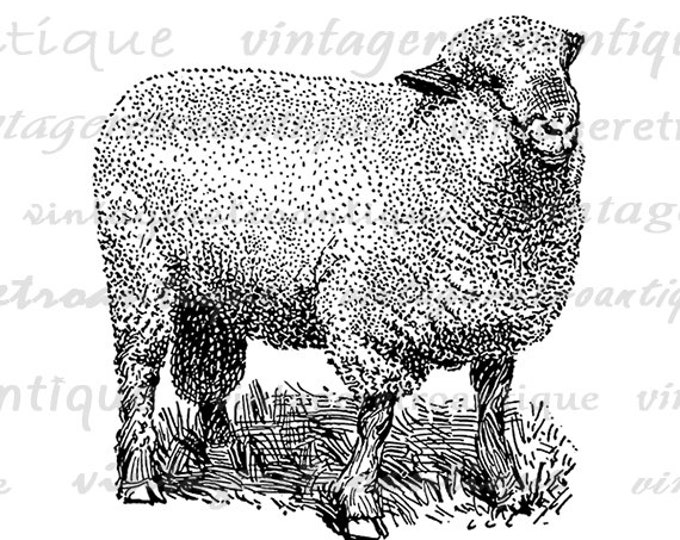 Hampshire Ram Sheep Printable Digital Image Cute Animal Download Graphic Vintage Clip Art Jpg Png Eps HQ 300dpi No.3529