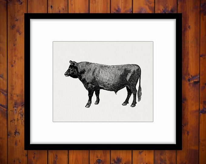 Printable Image Cow Graphic Jersey Bull Download Illustration Digital Antique Clip Art Jpg Png Eps HQ 300dpi No.3069