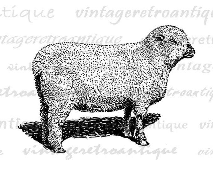 Printable Image Shropshire Sheep Download Graphic Digital Vintage Clip Art Jpg Png Eps HQ 300dpi No.3230